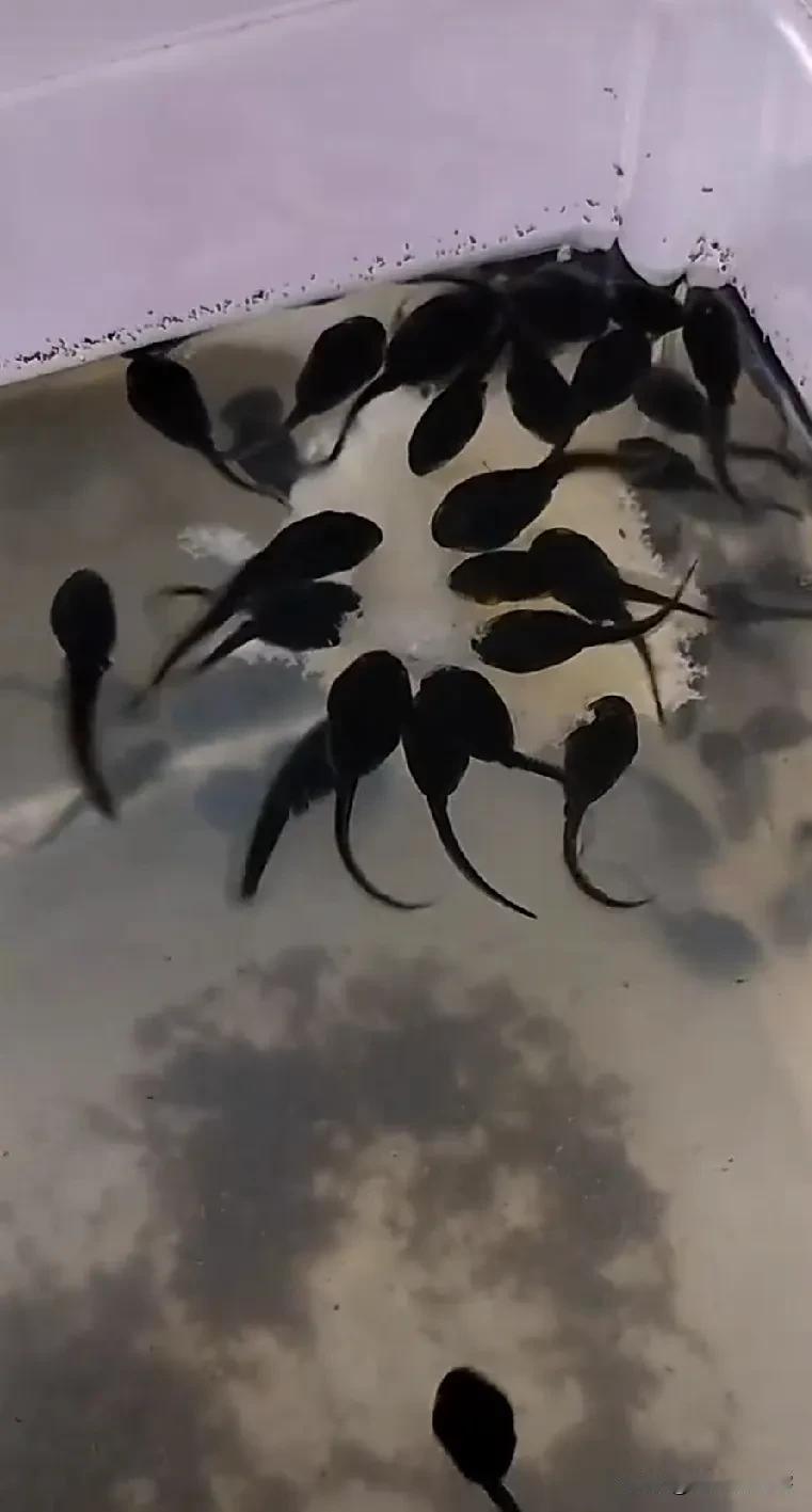 生吃蝌蚪能治病，这是错误的民间偏方！
千万别尝试。

没有任何科学药效蝌蚪，就是