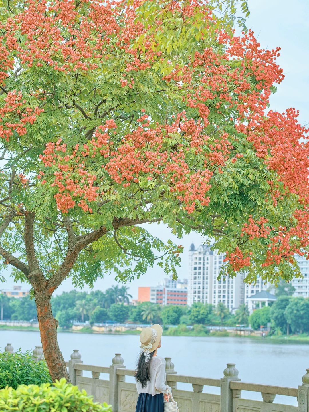 广州这里的栾树如同繁星闪烁✨惊艳整个秋天