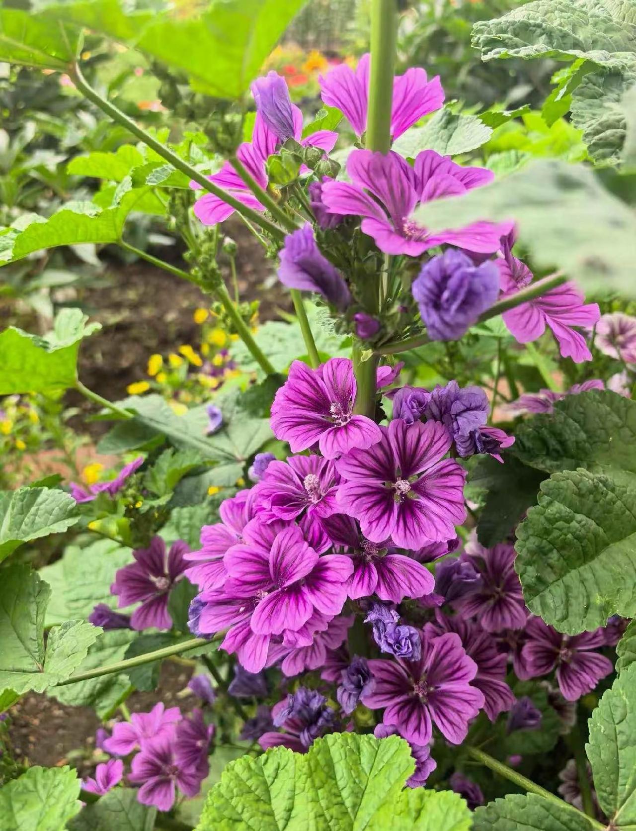 不必远赴盛唐，一丛锦葵便揽尽长安风月。长风拂动紫花簌簌，人间烟火与草木温柔相融，