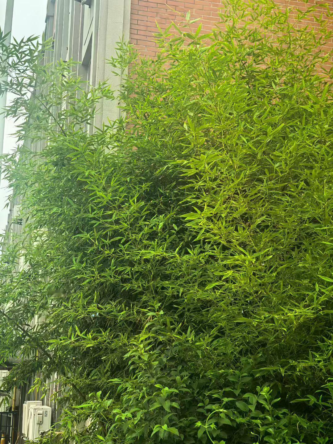 上联:冬雪滋红梅，求下联？夏雨润绿竹。