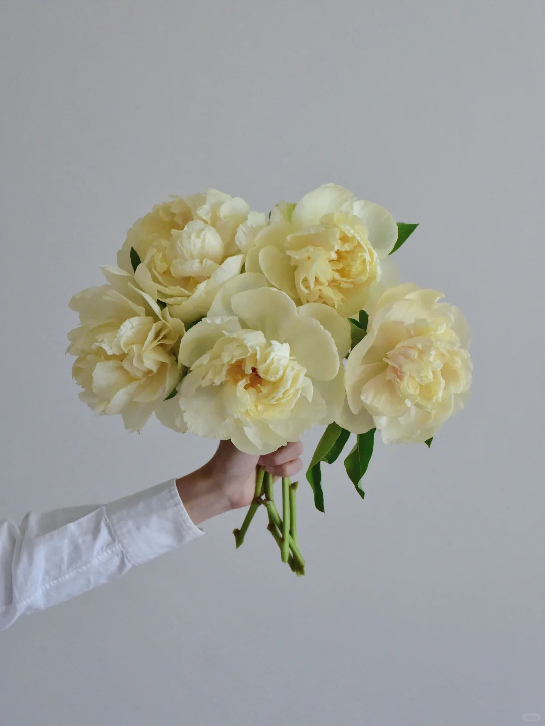 国产芍药·阳光女孩