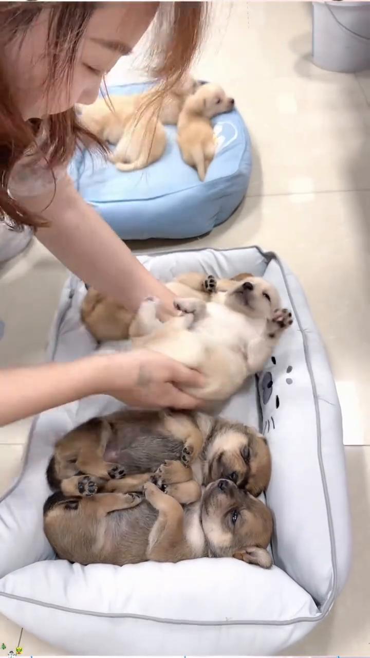 看我给哄狗狗排队睡觉。