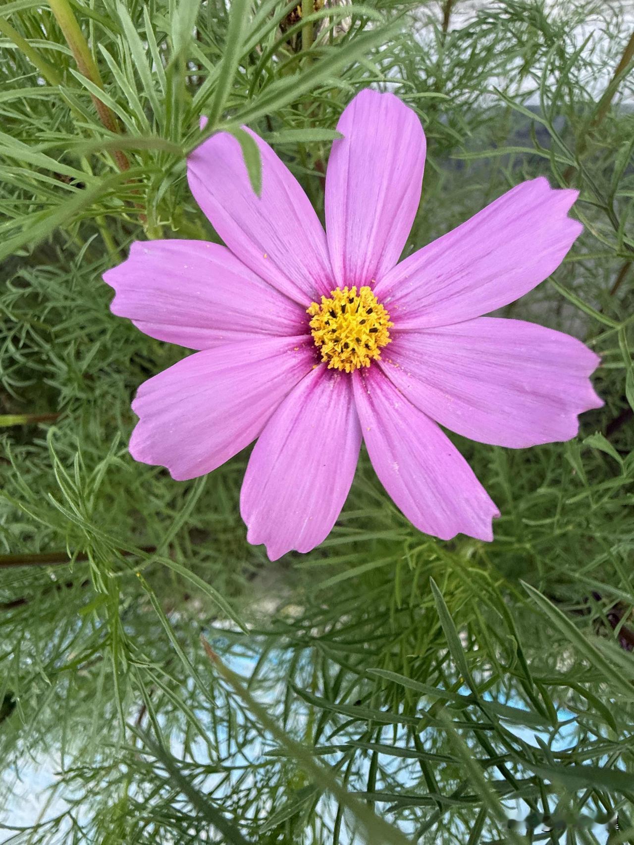 晒晒家乡美丽的春景家乡风景秀丽，景色宜人。自己的家乡自己爱，为家乡自豪。