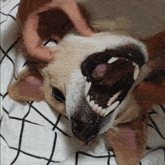 每天一条冷知识 当我们主动伸手挠自己时，大脑运动系统会提前向感觉皮层发送"信号"