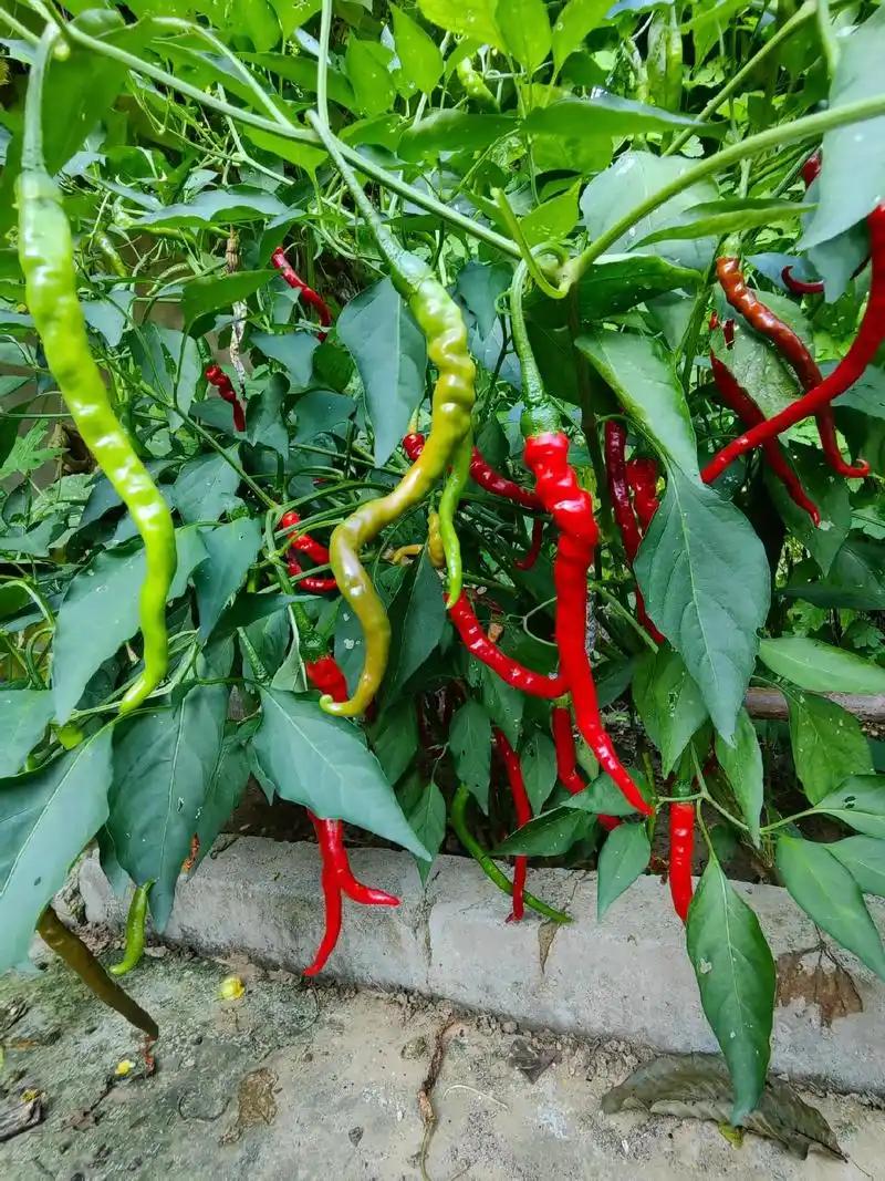 辣为啥不算味道？
       一直有人说辣不算味道，这说法有趣。实际上，辣与酸