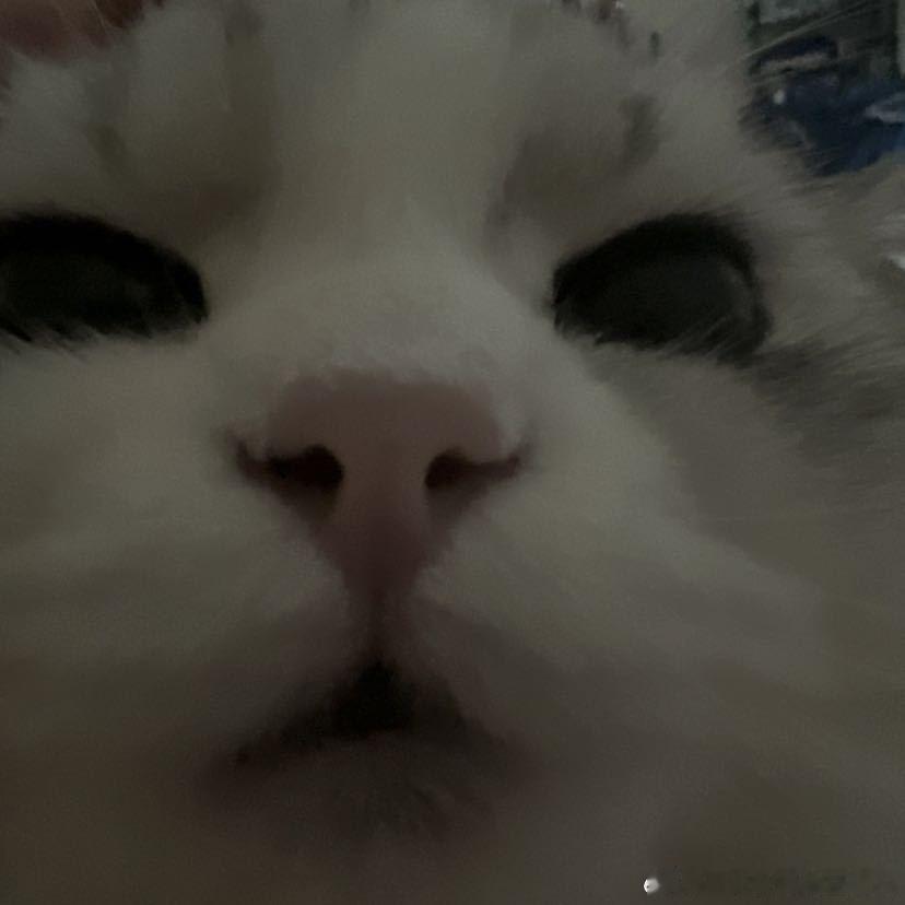 不丢小丢可爱的小嘴😺 
