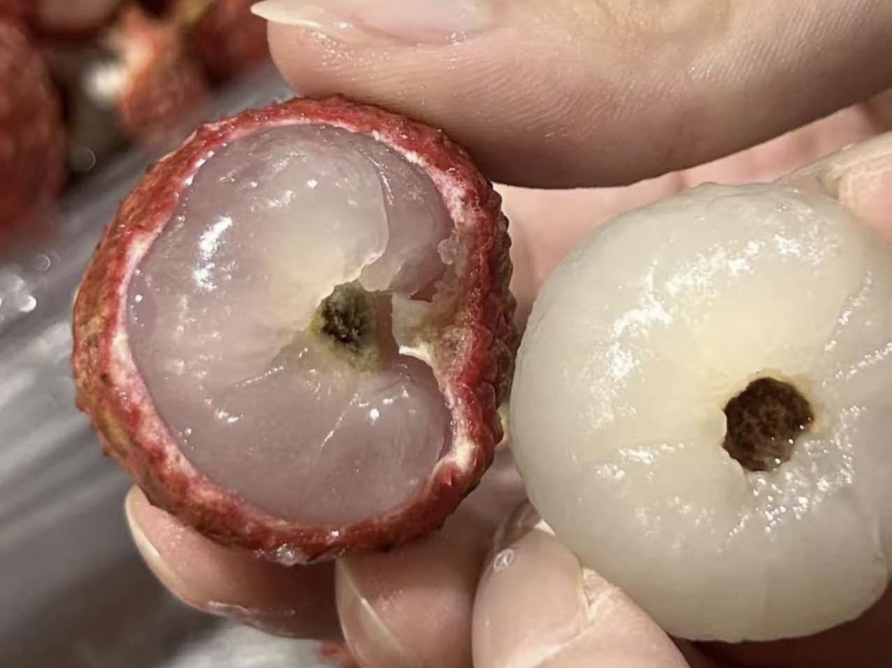 “活荔枝，死荔枝，原来我吃的荔枝是尸体？”广东女生一句话，让北方网友集体破防！三