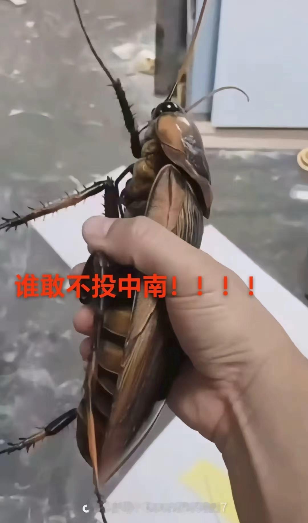 不投中南，空投蟑螂到你家❗❗ 