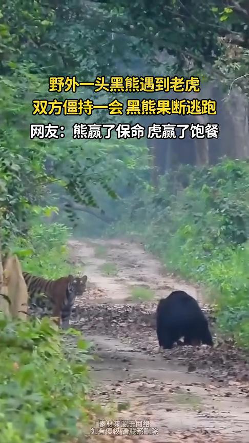 野外一头黑熊遇到老虎，双方僵持一会黑熊果断逃跑。网友：熊赢了保命，虎赢了饱餐。