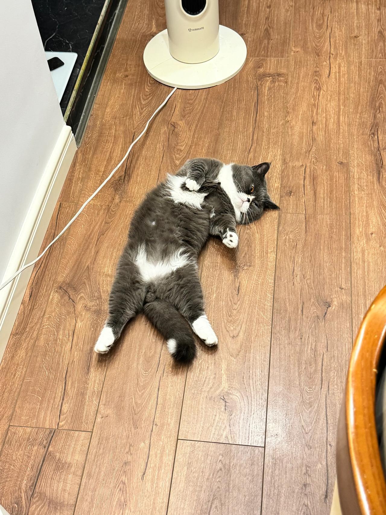 #分享一张你家猫咪的睡姿#