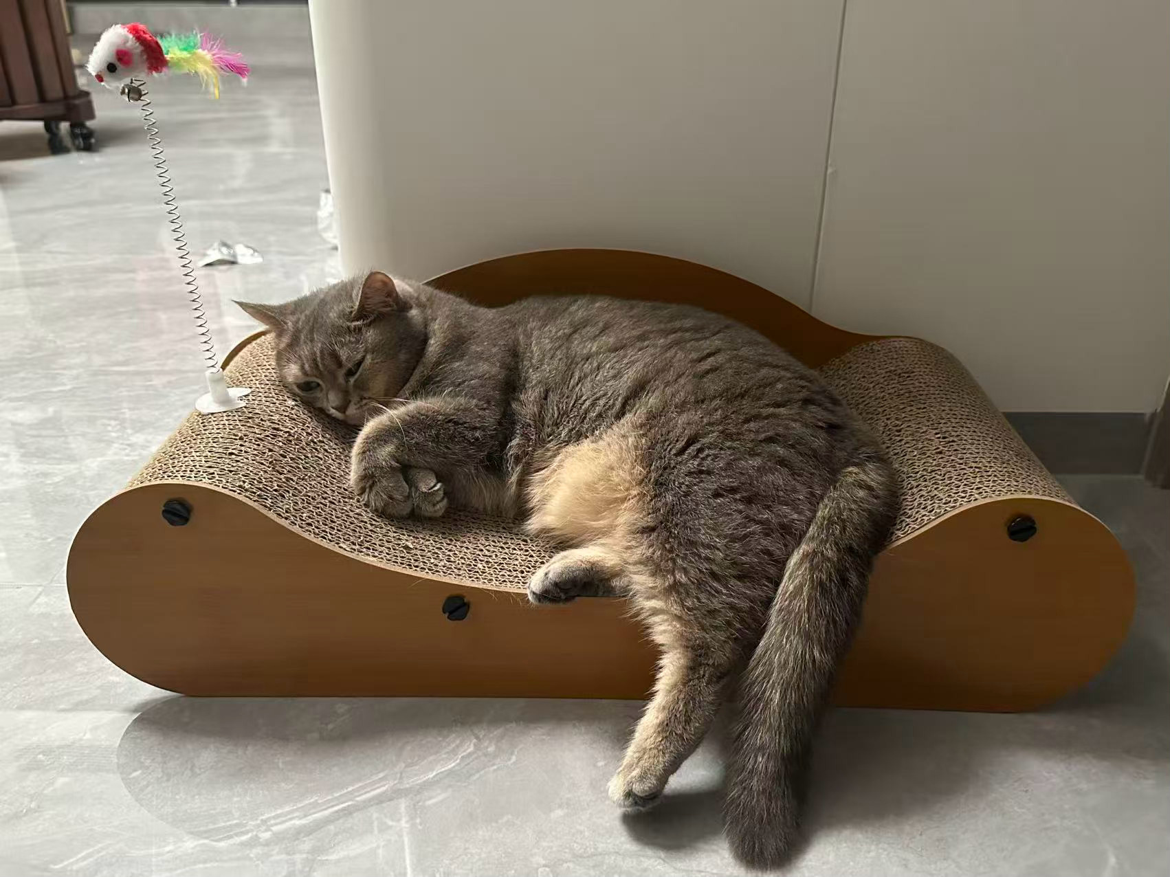 从小见着毛茸茸的猫窝就绕路走唯爱磨抓盆……自己不就是一个毛茸茸的小玩意吗咋就嫌弃