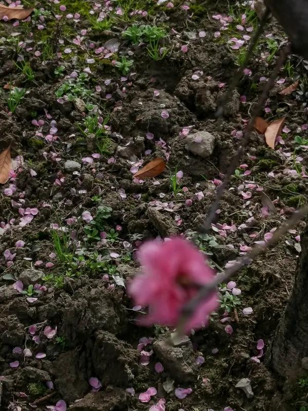 上联:桃花落尽春正盛，诚邀下联荷花满池夏方来。