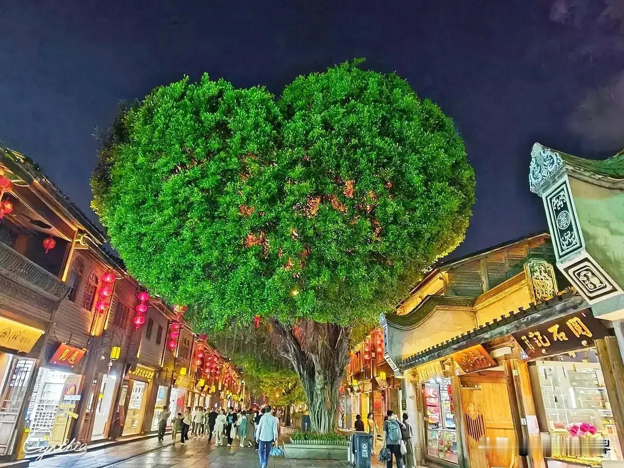 有福之州｜ 来！到这里遛遛网红打卡点“爱心树”。在东街地段-杨桥路与达明路交汇的