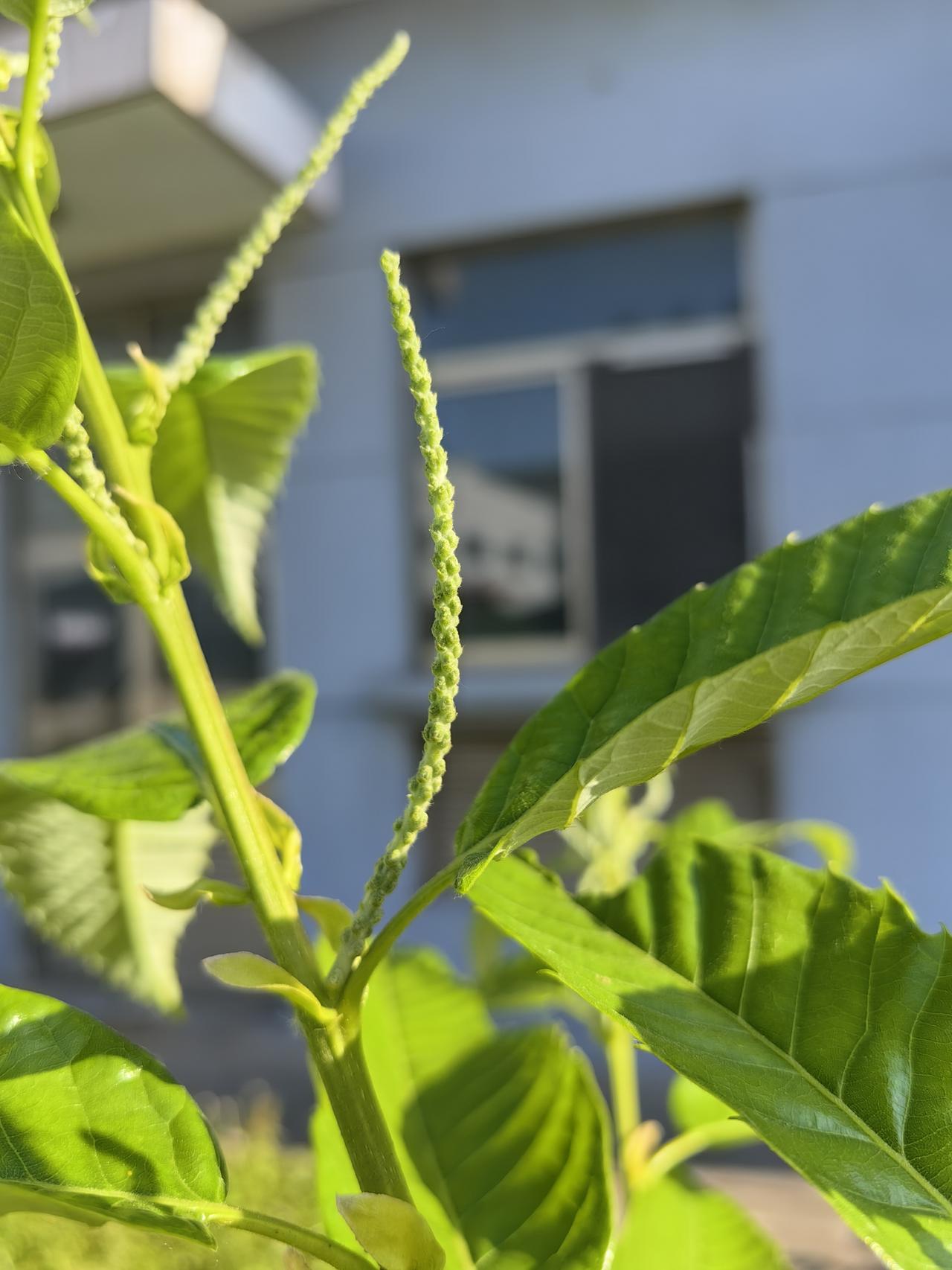 估计没几个人知道这是什么东西
这个就是拐枣树
去年从网上淘的
买的时候说是当年挂