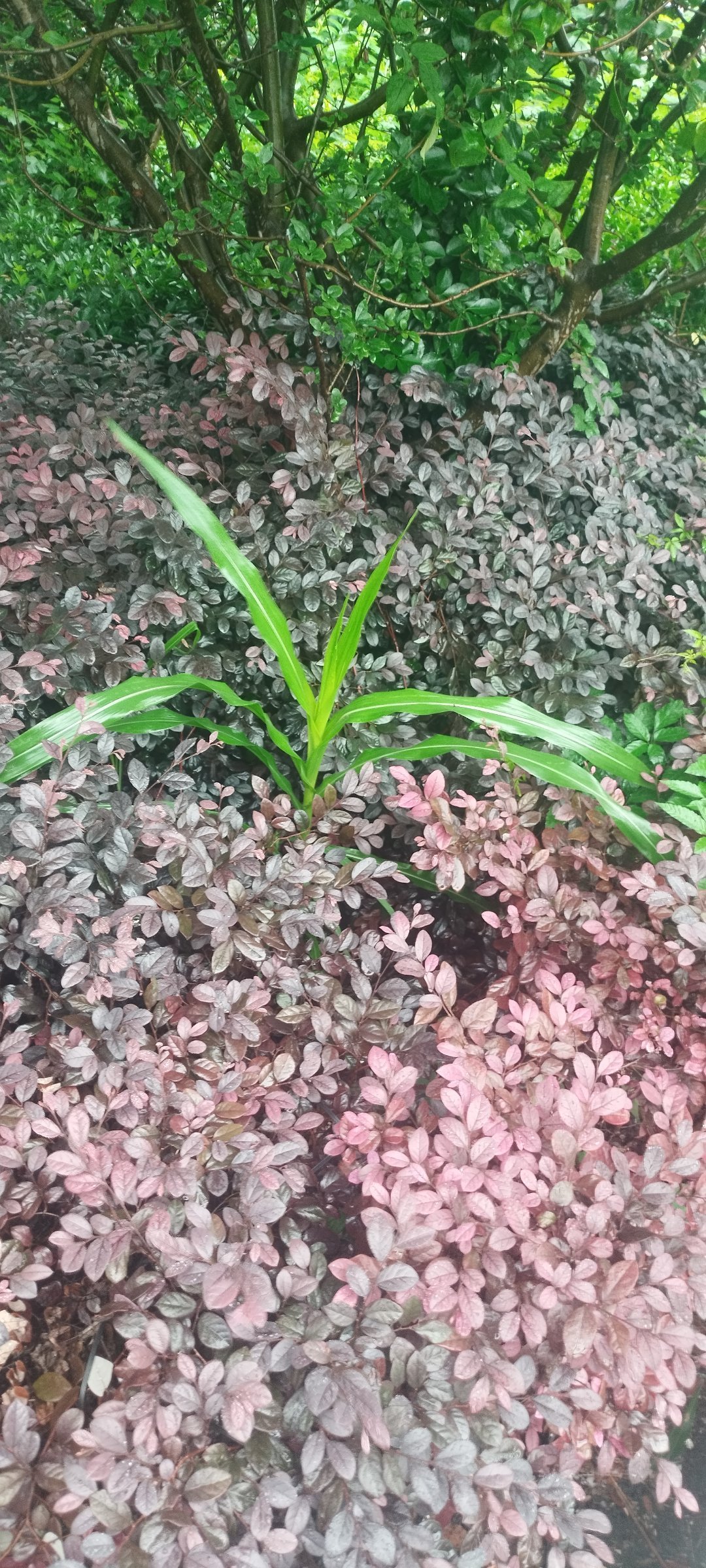 所以，这是甘蔗？？ 
