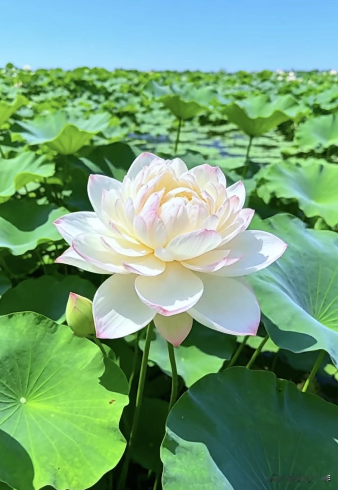 㐲心大骄阳，暑气蒸腾狂。
汗水顺脸流，吃口瓜果凉。
摇摇芭蕉扇，品品清茶香。
神