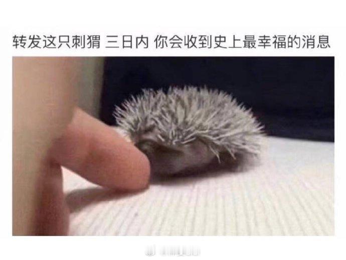 转发这只刺猬三日内你会收到史上最幸福的消息 ​​​