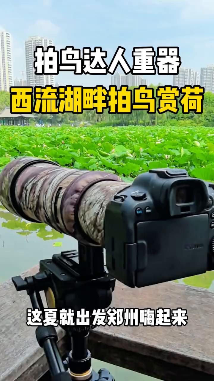 拍乌达人重器，西流湖畔拍乌赏荷。
这夏就出发郑州嗨起来。