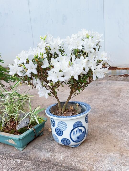 可爱的杜鹃花