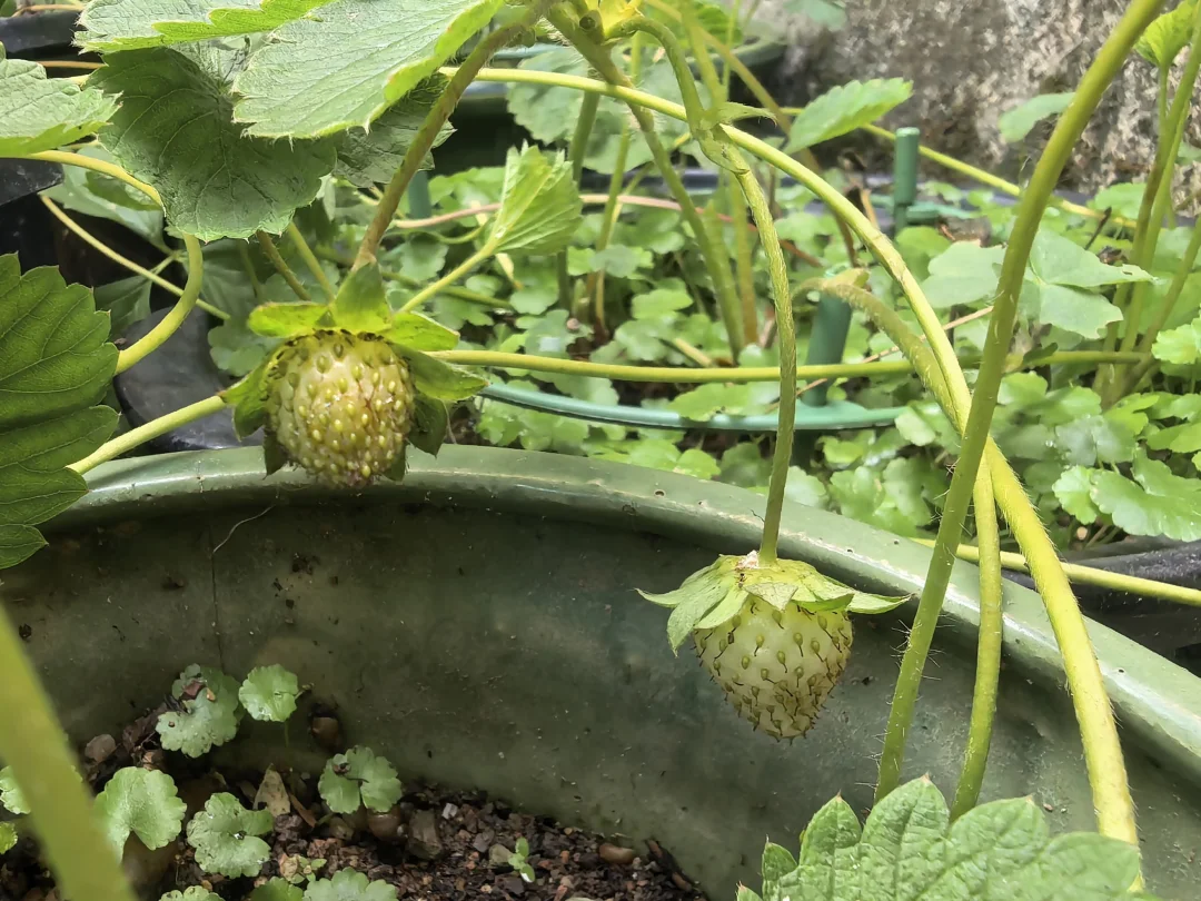 夏季了，还有谁也在种草莓