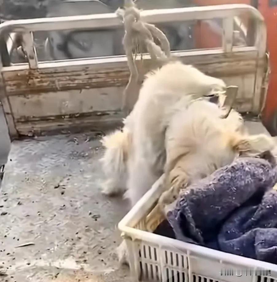 狗市上狗狗妈的四只孩子全被主人装在框里卖掉，还没有被卖掉的狗妈妈含着泪在框里找孩