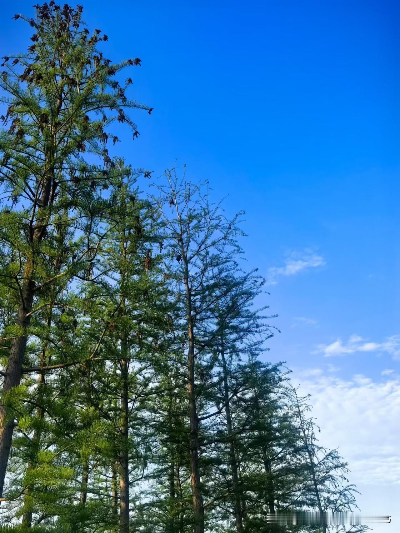 春日生活打卡季