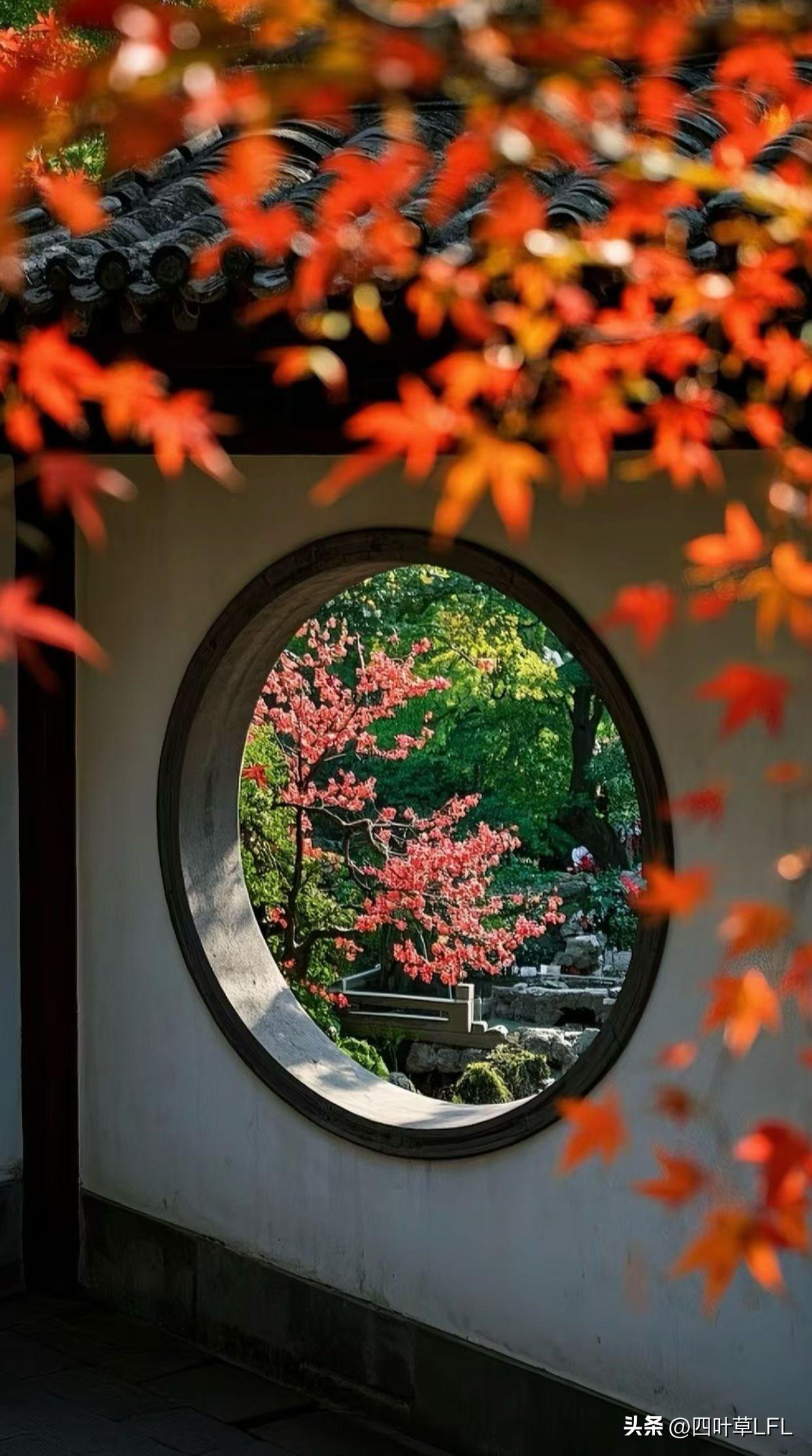 冬日暖阳下，红彤彤的树叶格外漂亮。