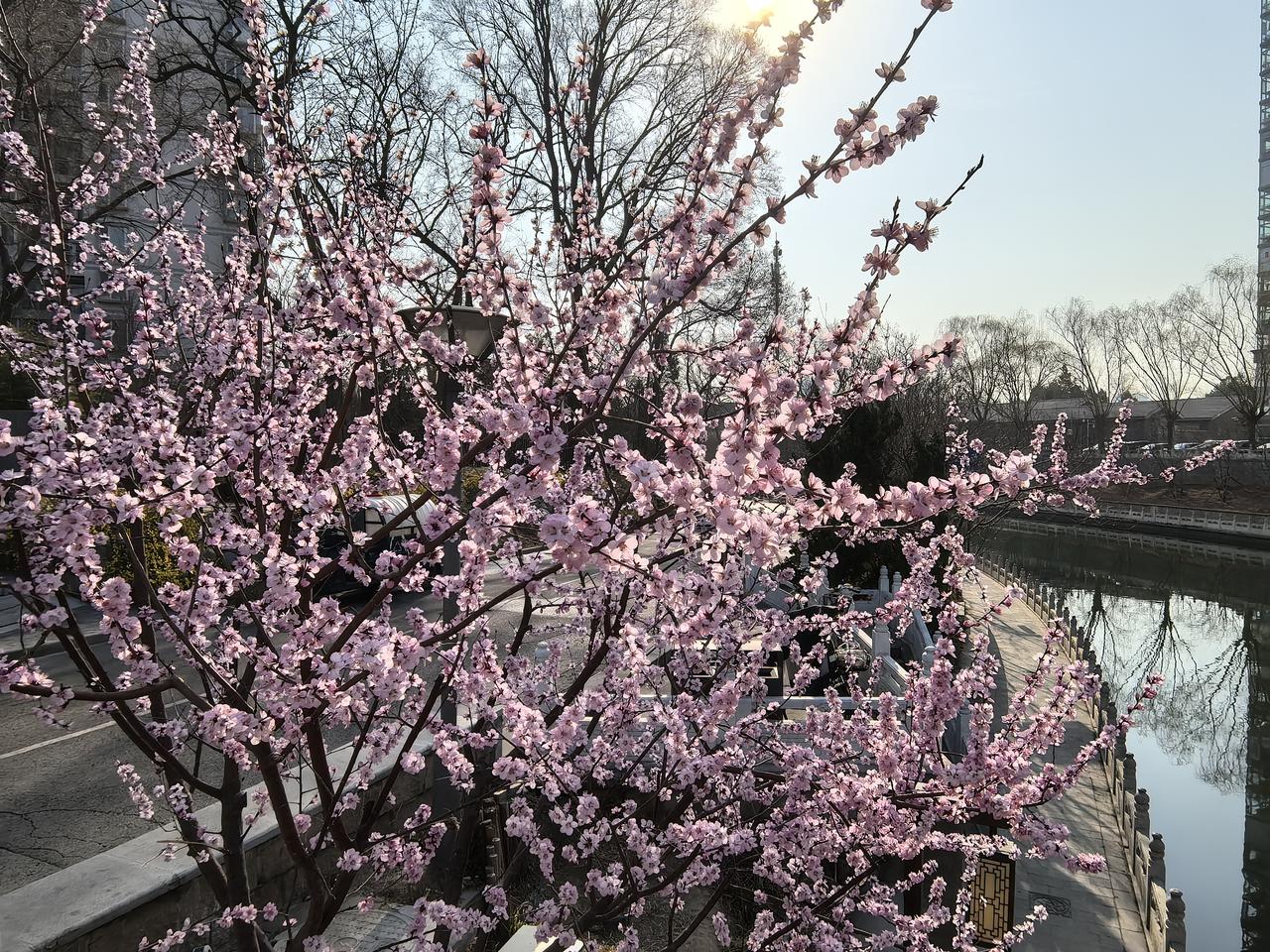 北京昨晚停暖。熬过了冬天，迎来了春天，人有活力了，一切开始欣欣然。