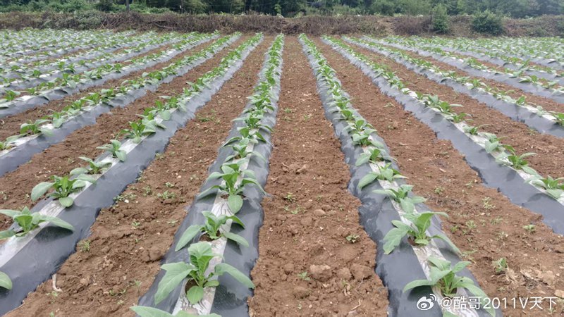 房县 九道乡：聚焦三大特色产业 持续激活乡村振兴新动能十堰爆料房县九道持续激活乡