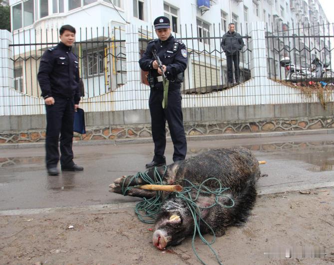野猪被调出三有目录？多地野猪“泛滥”，不仅毁坏农作物，甚至还造成人员伤亡，如果在