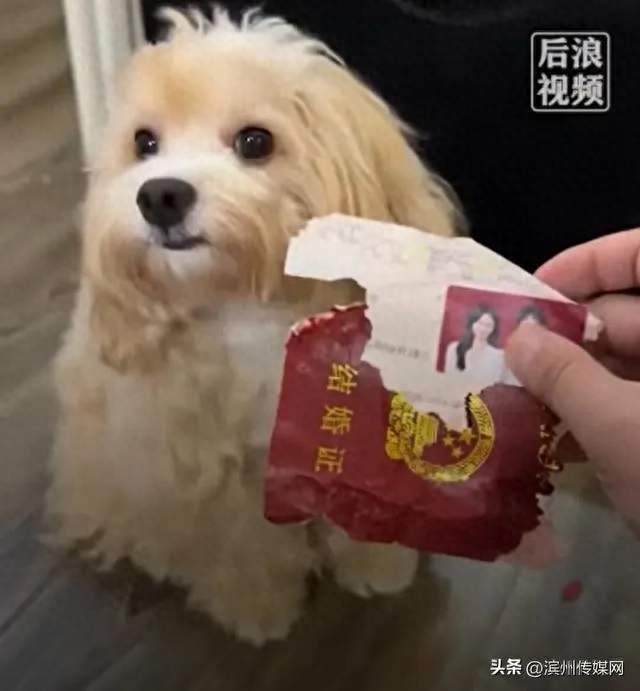 狗子撕碎主人刚领的结婚证，一句话让全网笑疯：单身狗的嫉妒？