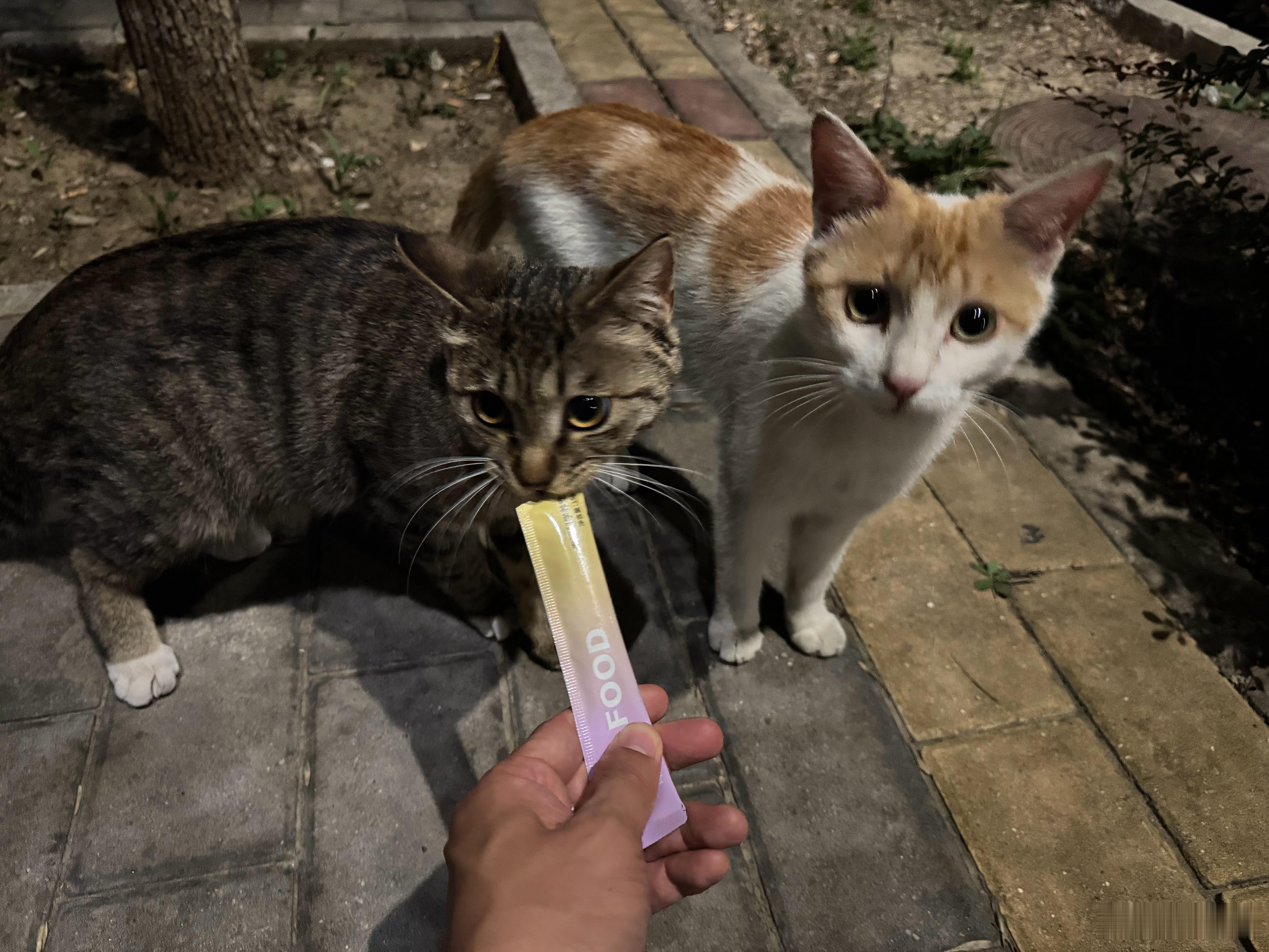 遛弯儿记得带猫条儿，馋哭别的小朋友 