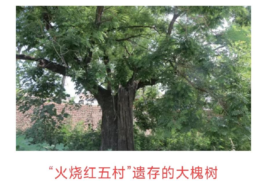 “火烧红五村”遗存的大槐树
被日军烧焦半个的大槐树位于柳林镇蒋海村北 79 米，