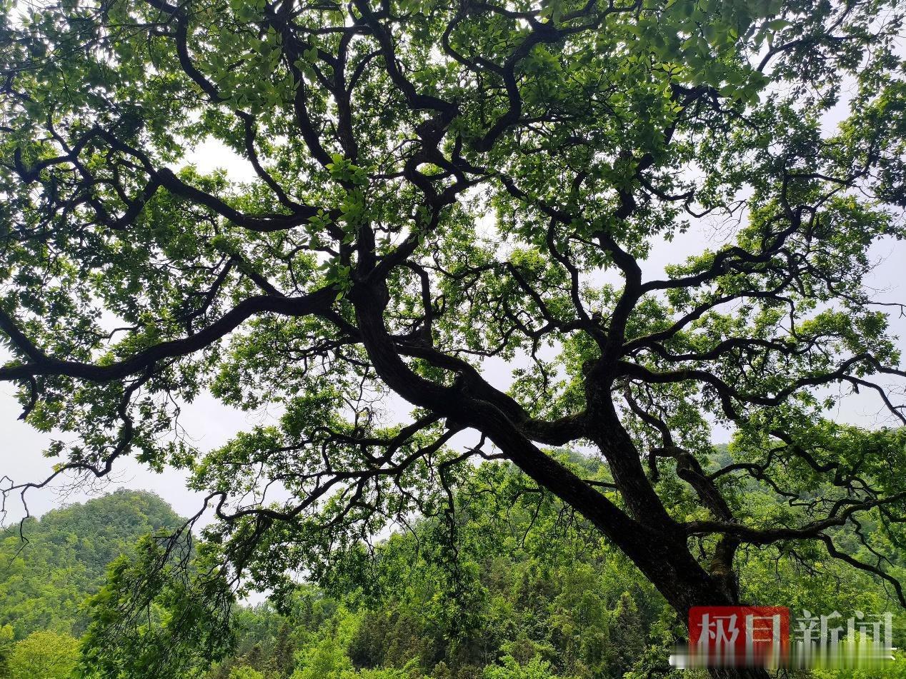 十堰 十堰竹山这棵被雷劈过的古柳，如今美成了一幅水墨画十堰爆料 极目新闻 通讯员