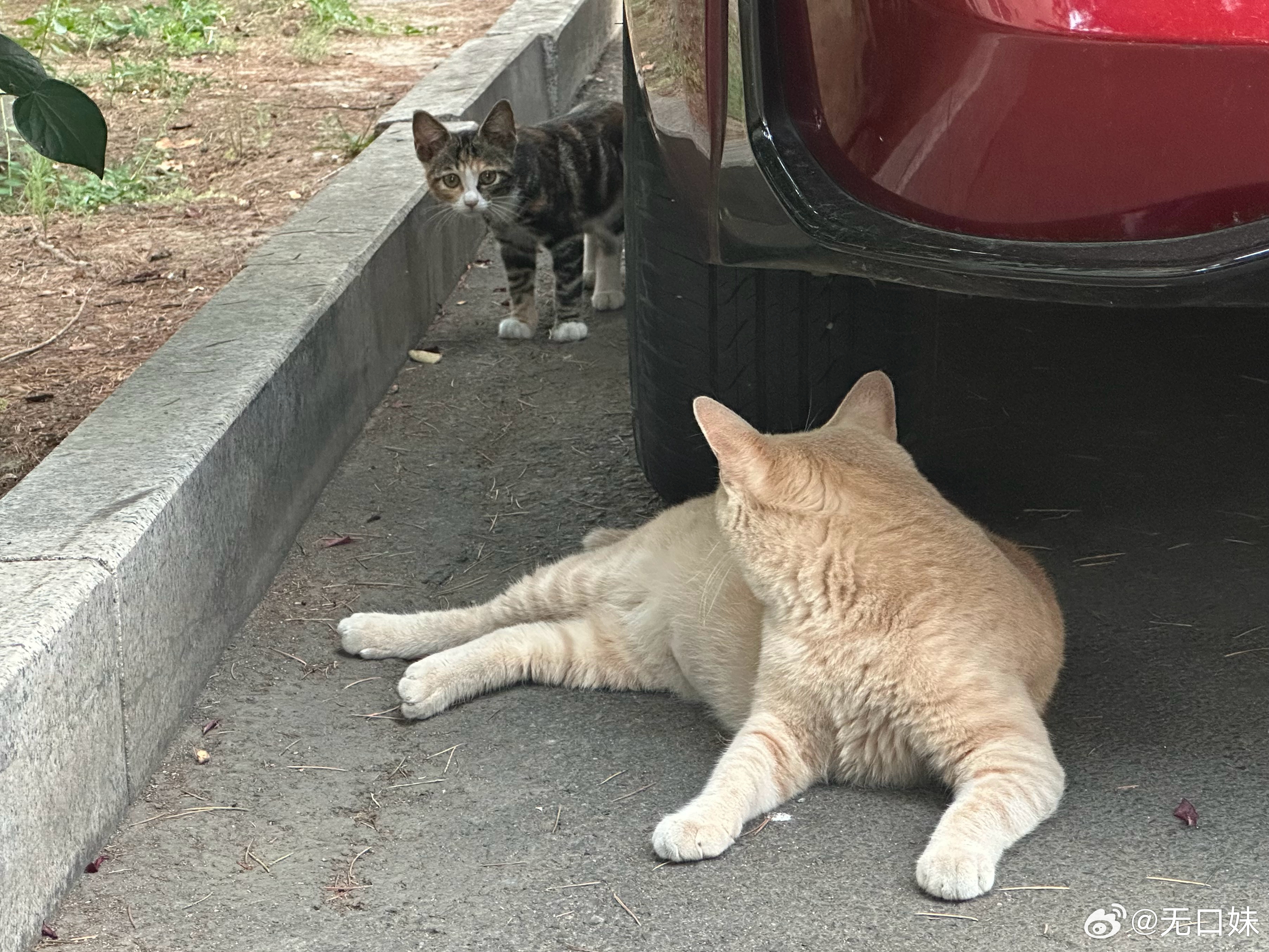 褪色的橘猫🐈（肉眼看更白！ 