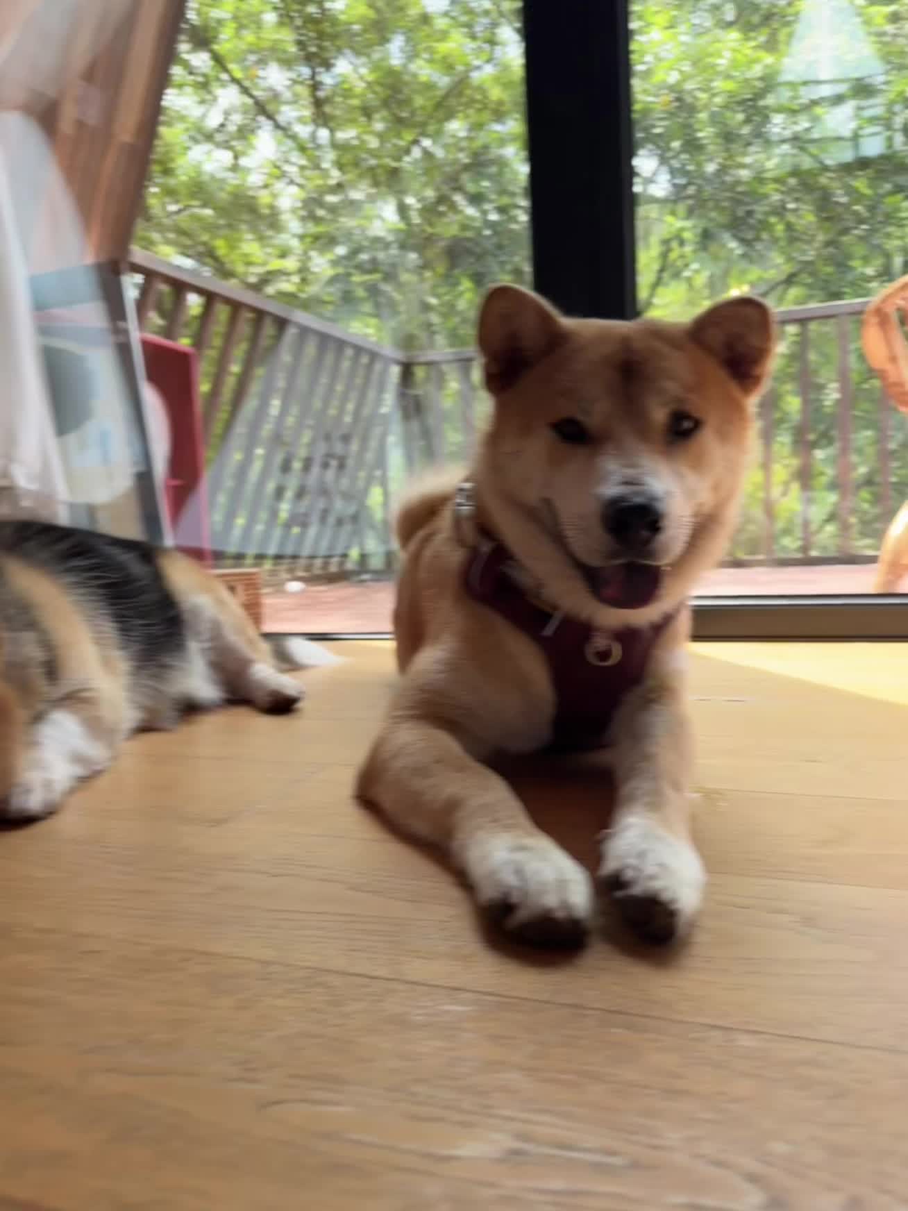 大米美照来啦！