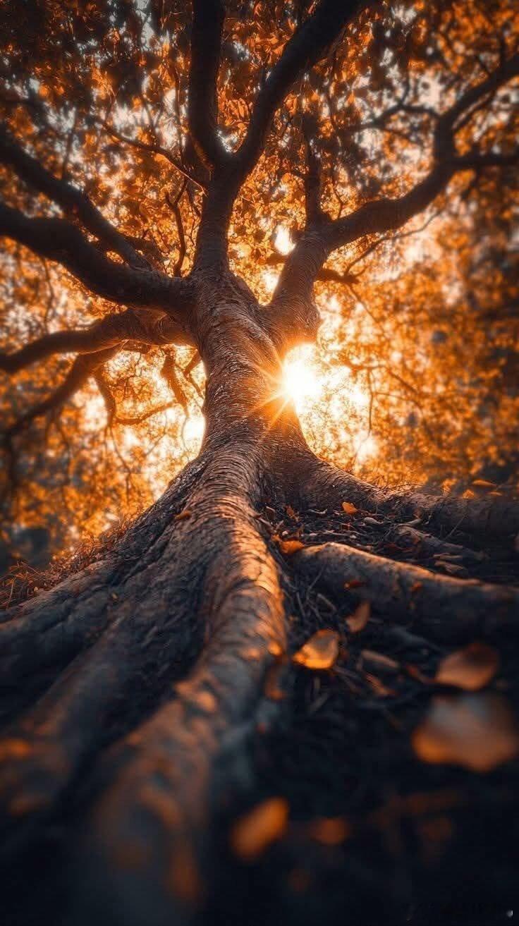 “也许你是在枝繁叶茂中寻找，而真正的东西却只存在于根部。”——鲁米 