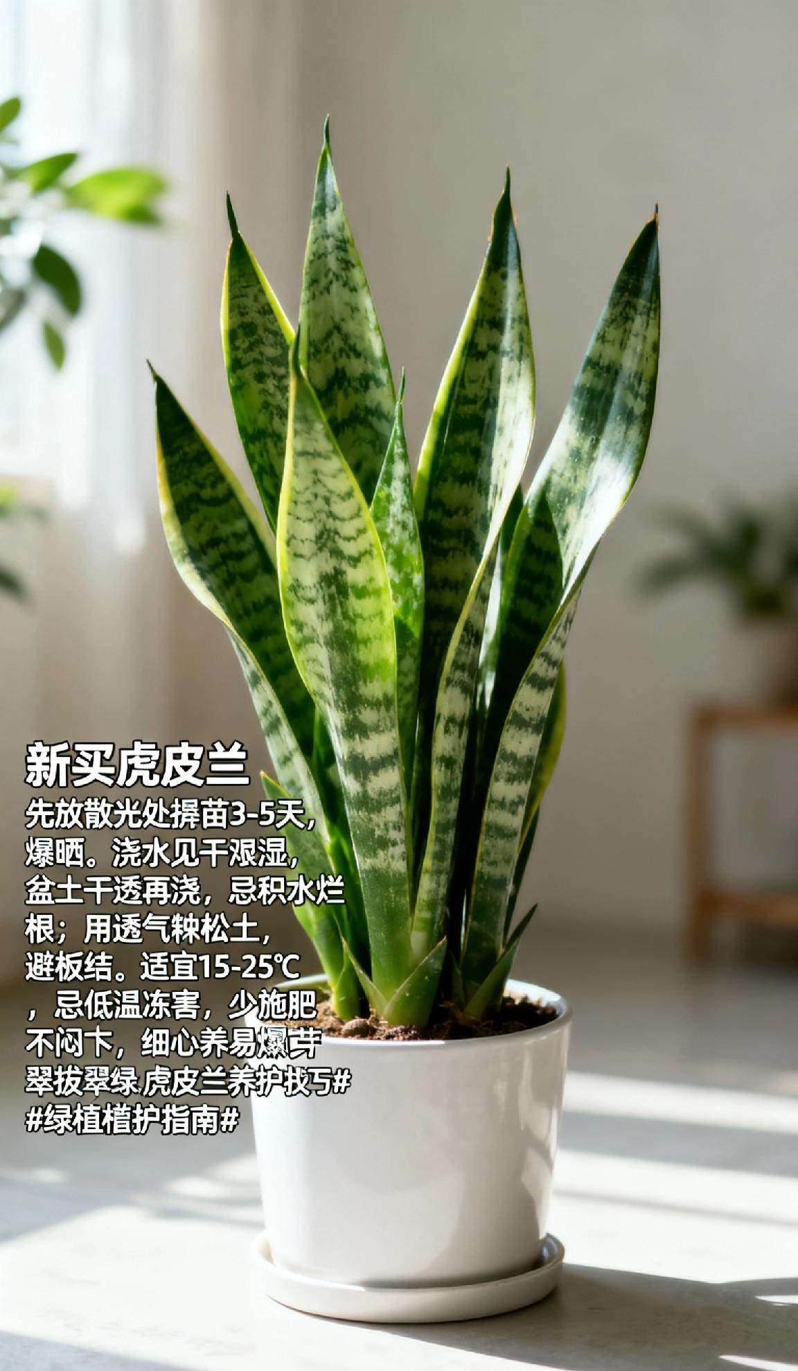 新买的虎皮兰怎么养护新买虎皮兰先放散光处缓苗3-5天，忌暴晒。浇水见干见湿，盆土