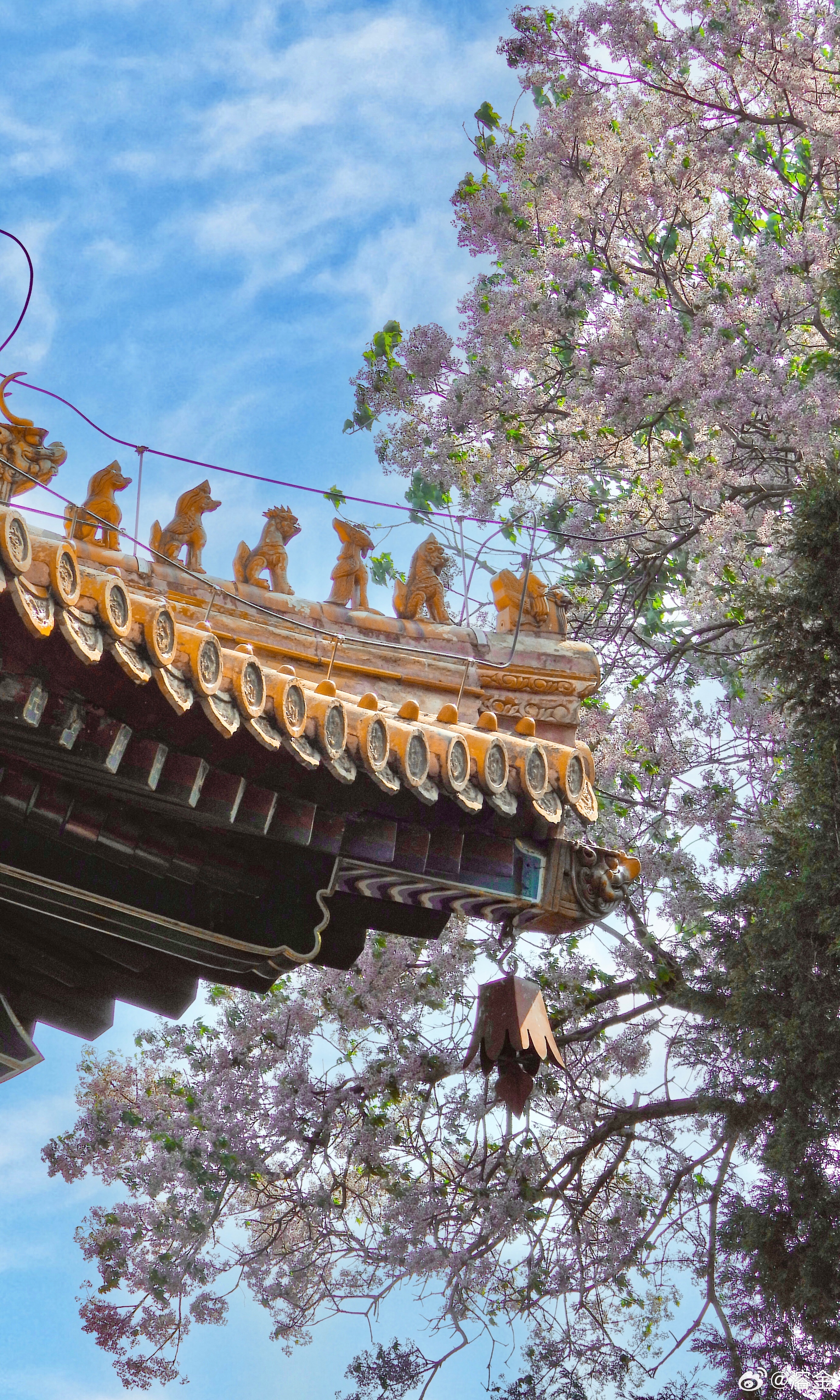 【北海公园阐福寺 苦楝花开】天香薰羽葆，宫紫晕流苏。晻暧迷青琐，氤氲向画图。（唐