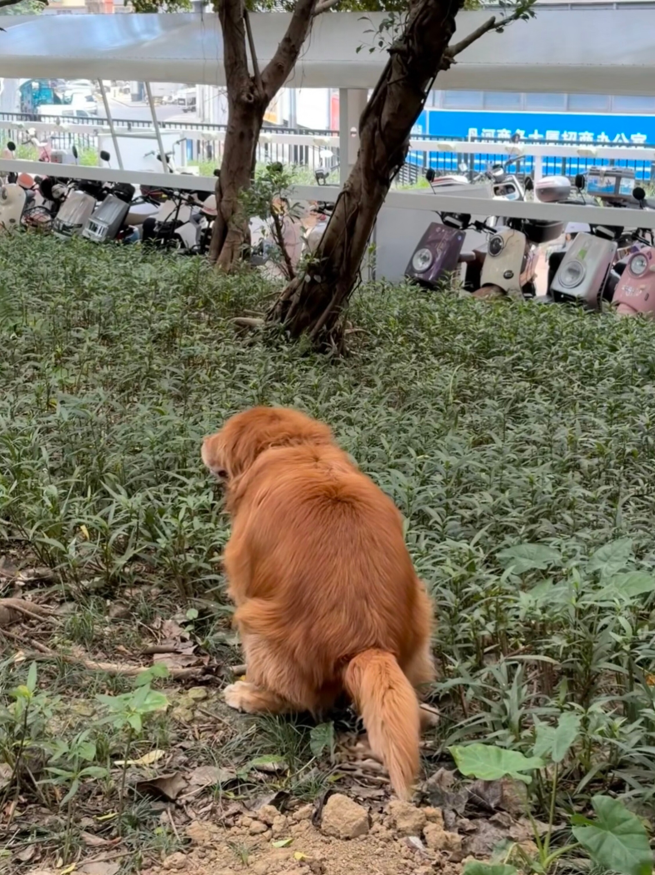 试了一下蓝厂的live消除，有点东西，把老大的粑粑给消除了，现实中还是要文明养狗