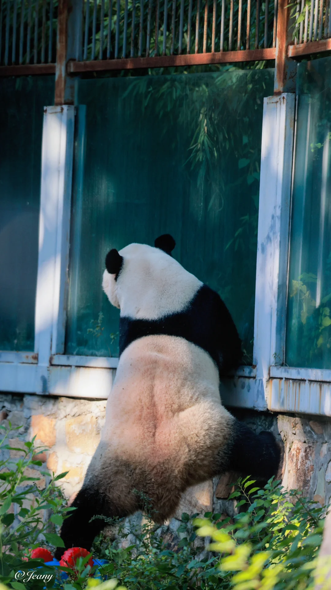 萌兰的天鹅颈真美🐼大长腿肌肉线条更美😍