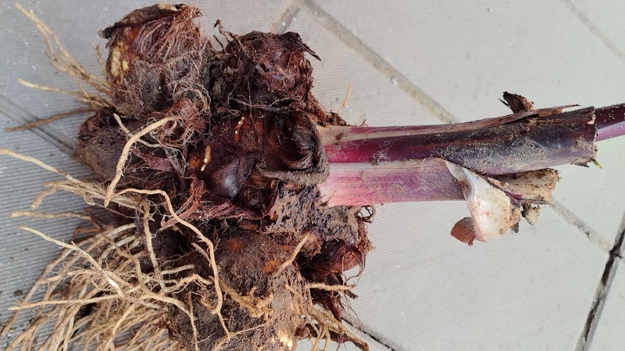 自己种出大芋头的感觉太爽啦！我种的芋头一棵就将近10斤，个头像饭碗一样大，一颗能