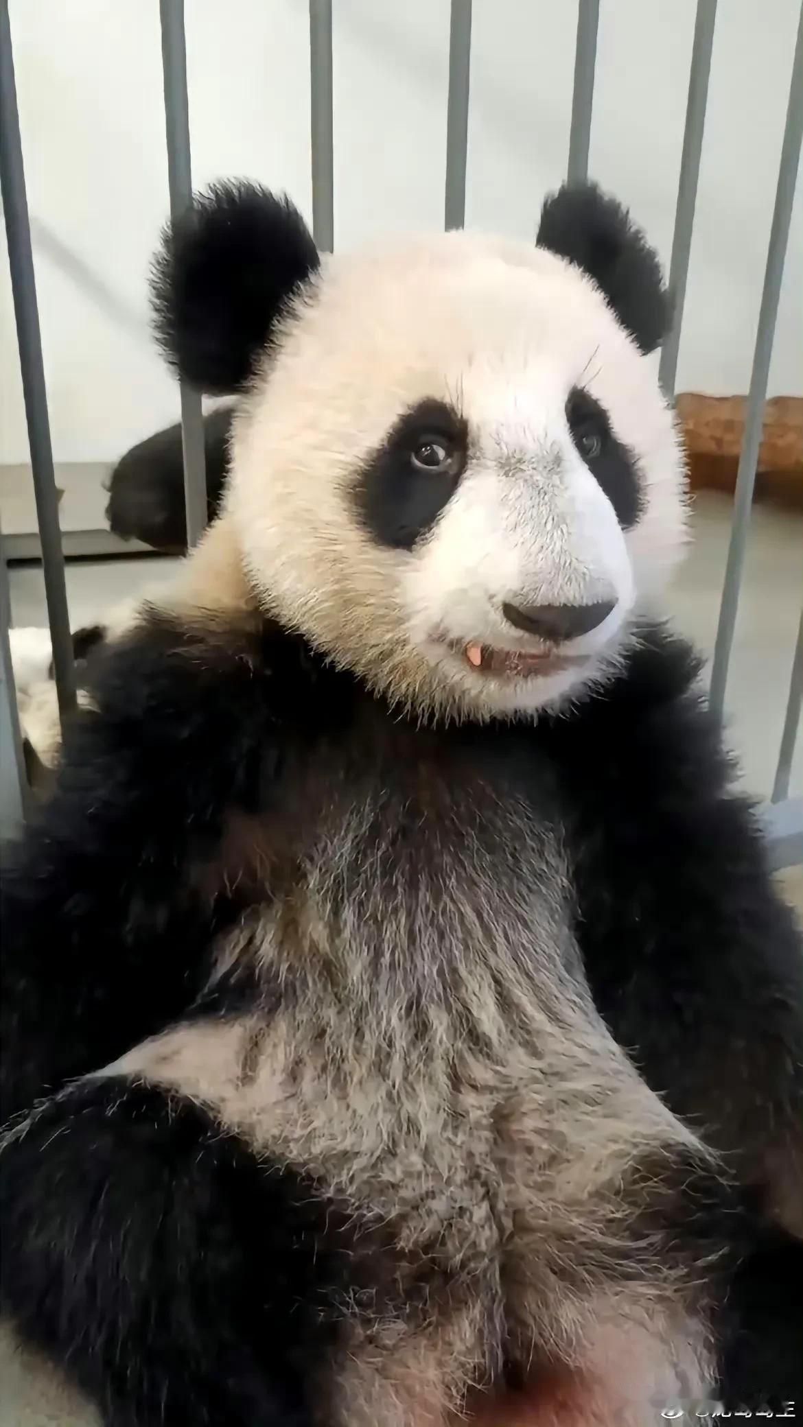 喀秋莎，这是很有辨识度的脸。

网友评论，越来越俄里俄气。

话说谁养的像谁，地