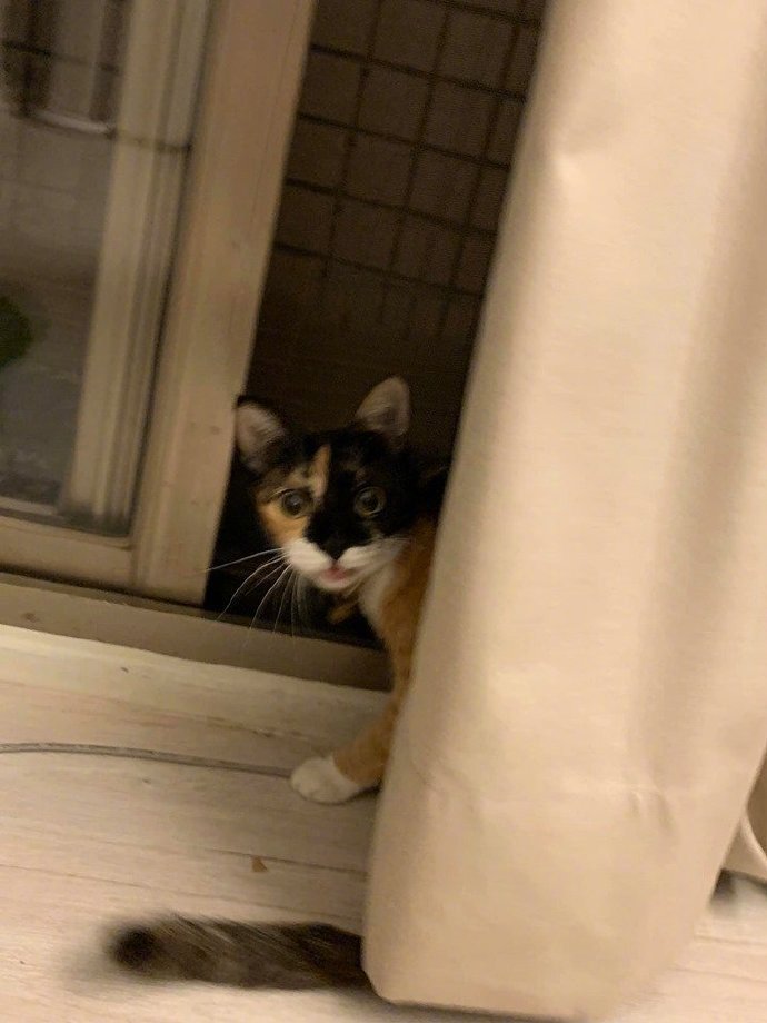 躲猫猫，太不合格了！