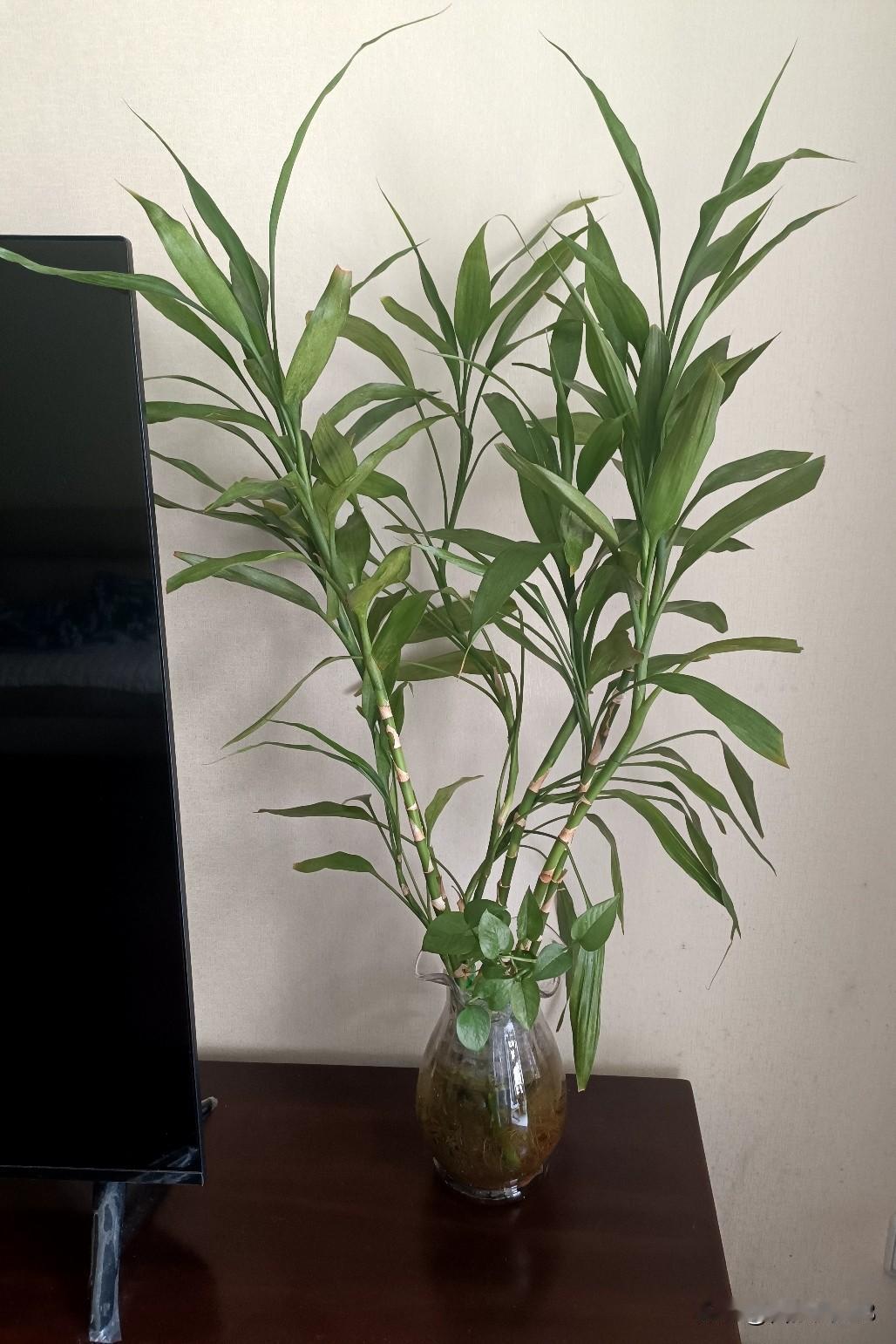 说来不信，下图中的这几株水竹，我竟然已经养了快十年了。每每看见电视机边的这几株水