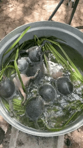 果然，高端的食材往往只需要最朴素的烹饪方式～食材以鲜为美 [呲牙][呲牙][呲牙