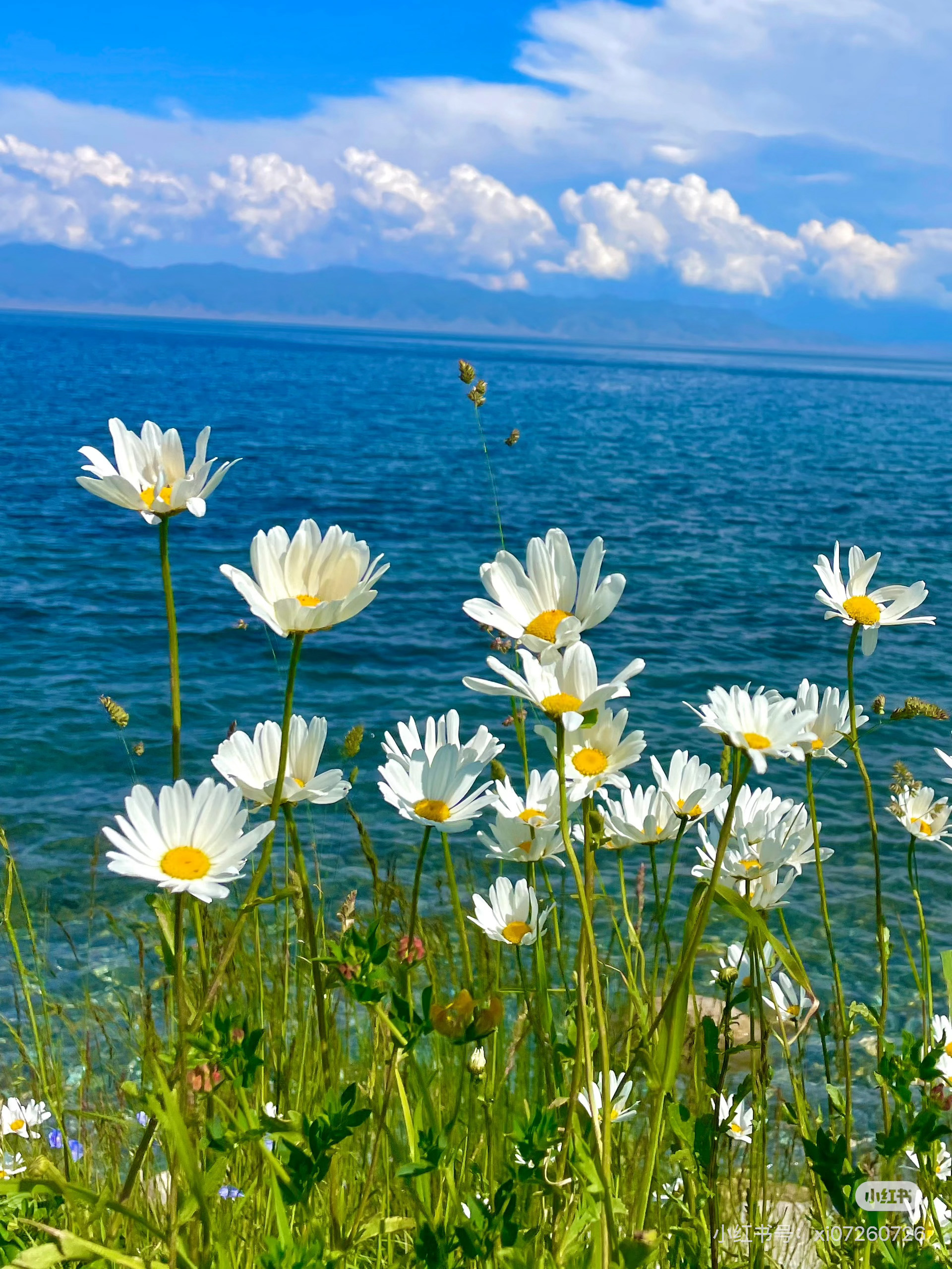 读书是见世面最快的方式我的私人宝藏书单书评 给日子留一道缝隙，让阳光照进来“由于