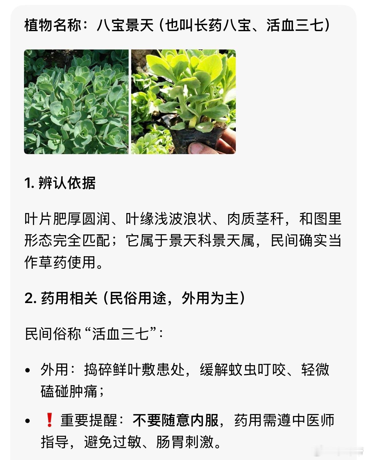 原来这颗药草叫八宝景天～ 