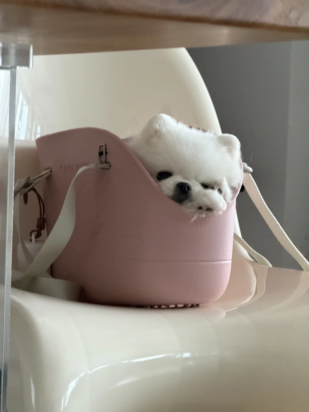 主打一个陪伴🥹