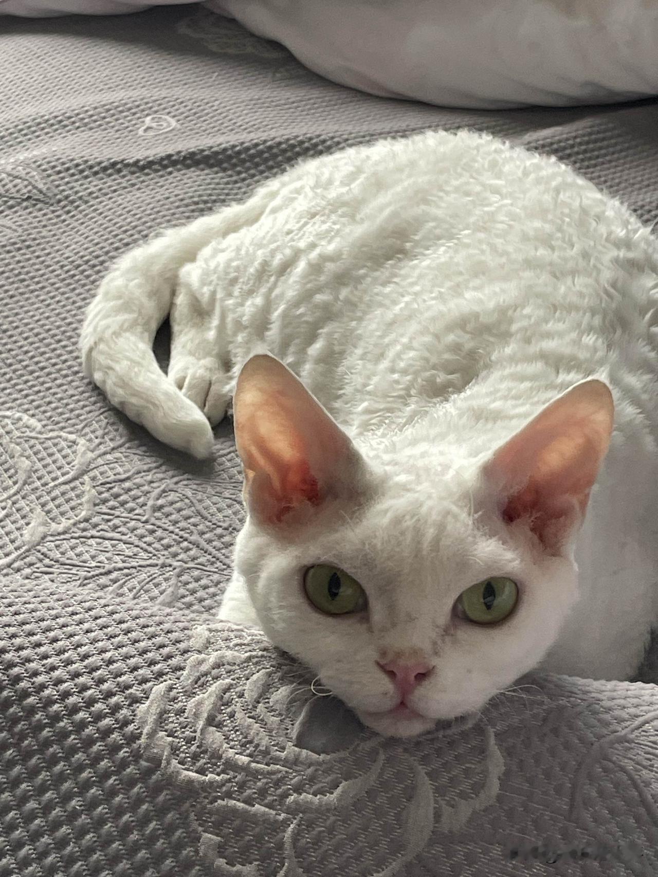 我家的小猫咪是下图这个样子的哦，看看，是不是挺可爱的呢！